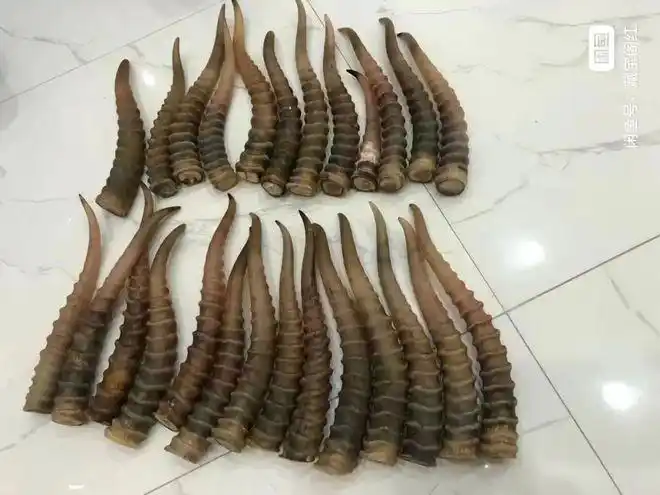 "羚羊角"疑似在电商平台被售卖,是真的吗?