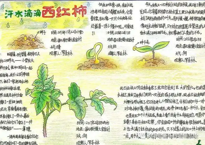 那些花儿:小记泰语小区1812班一米阳光花园第一次养护