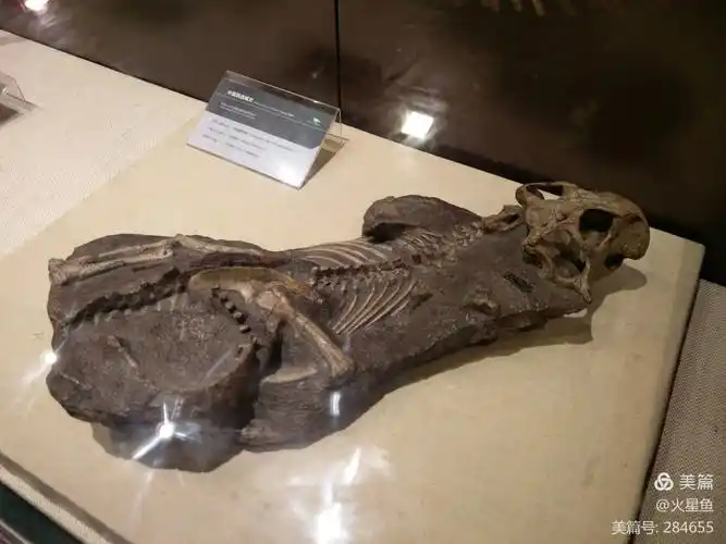 中华鹦鹉嘴龙化石