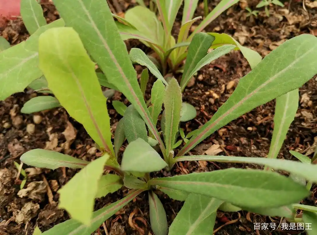 到了吃野菜的季节,你知道北方最常吃的野菜是什么菜吗