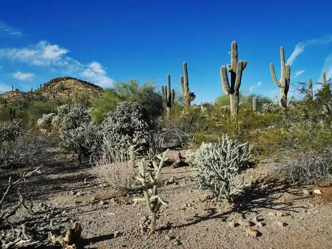 美国之旅纪实(三)仙人掌沙漠植物园和亚利桑那州
