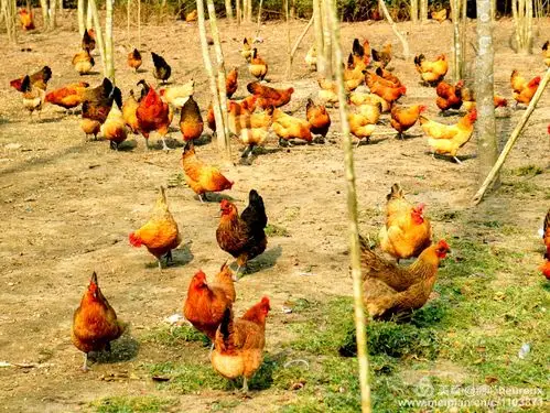 一群可爱的芦花鸡