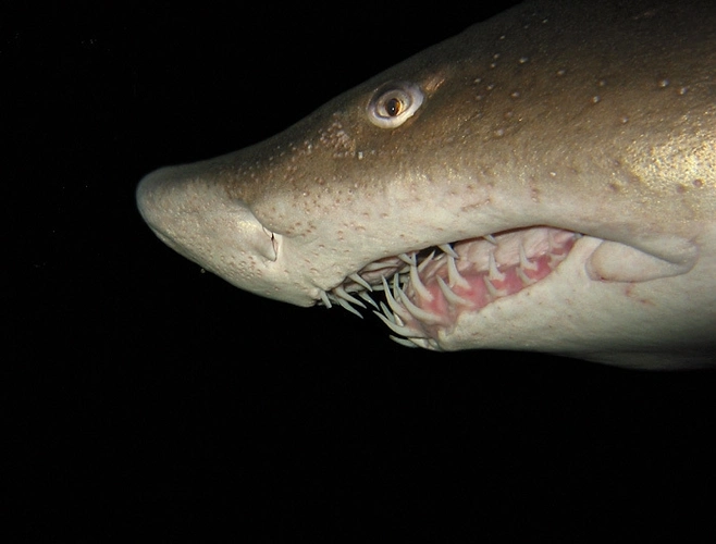 然而,这些阶段,特别是第一和第二阶段,在噬人鲨身上却知之甚少.