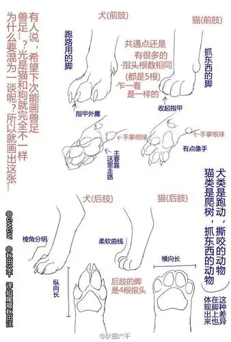 动物爪子绘画技巧