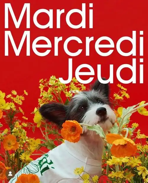 家雏鸡98宠物系列哈哈哈哈 不过狗狗真耐人#mardi  #mardimercredi