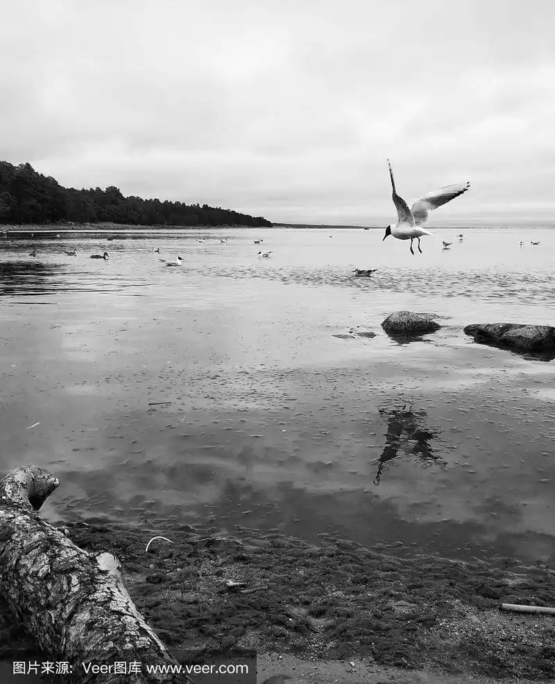 在平静的水面附近飞翔的海鸥的黑白图像