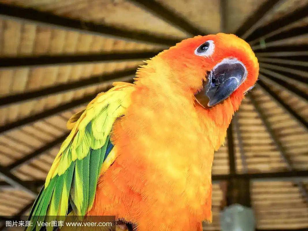 鹦鹉,黄色,金太阳鹦鹉,自然美,橙色