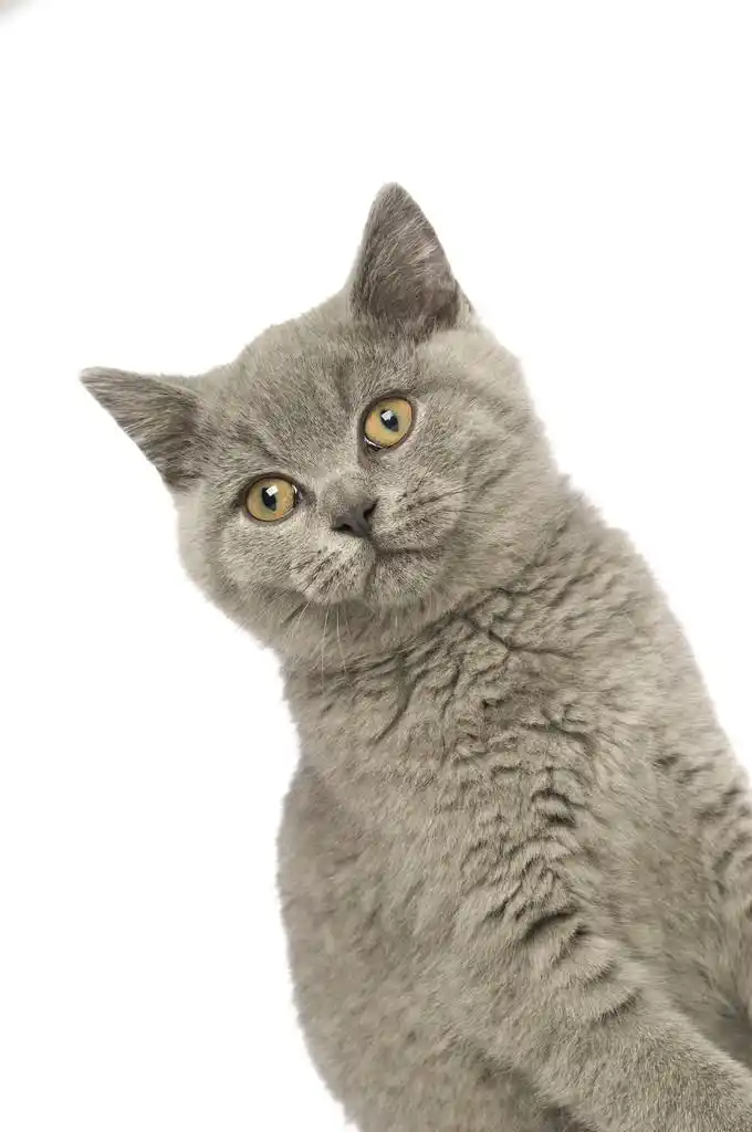 英国短头发灰猫,在白色背景上孤立英国短头发灰猫