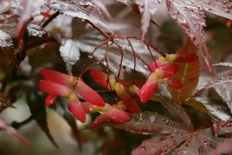 红枫果翅似红蝶,翩翩起舞凌空飞