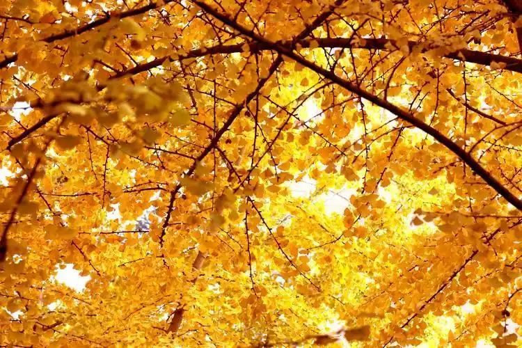 银杏叶的唯美图片大全 秋天的银杏叶图片大全