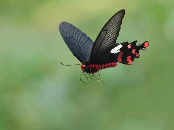 黑蝴蝶飞行,翅膀,昆虫 壁纸