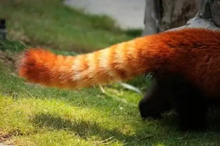 物种的尾巴图片