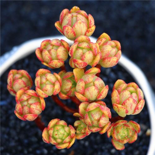 小狐狸多肉植物盆栽室内绿植萌肉云南露养精品多肉植物