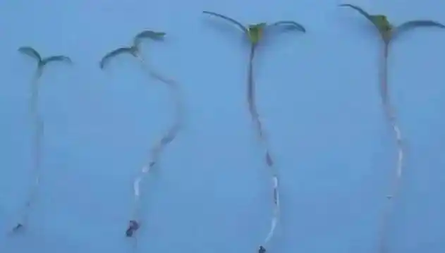 权威发布非法种植罂粟后果很严重