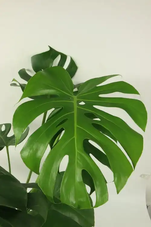 龟背竹(龟背竹怎样繁殖扦插)