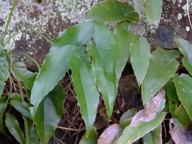 这种草到处都有却是补肾良药99的人都不知道