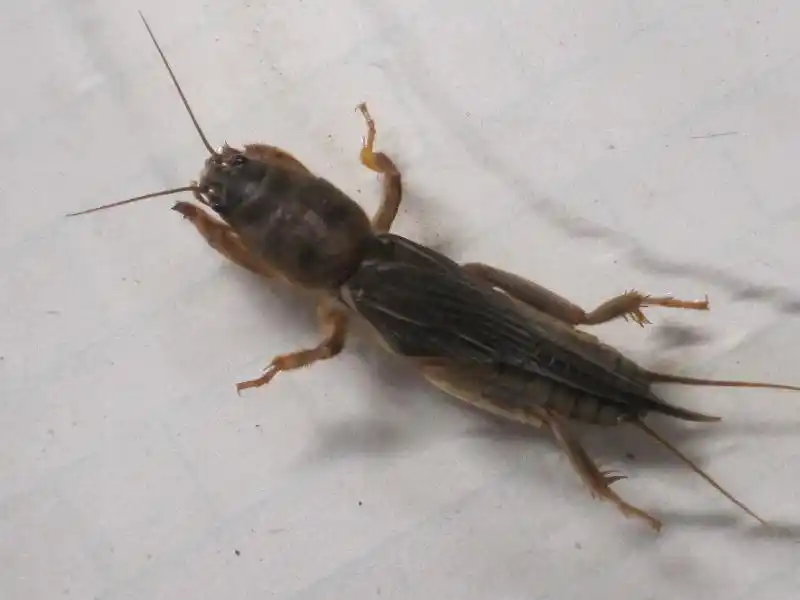 蝼蛄的照片到底长什么样呢