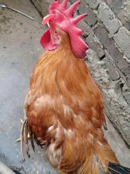 三黄鸡,大冠,毛色红亮,公鸡3～4斤,8.5一公斤