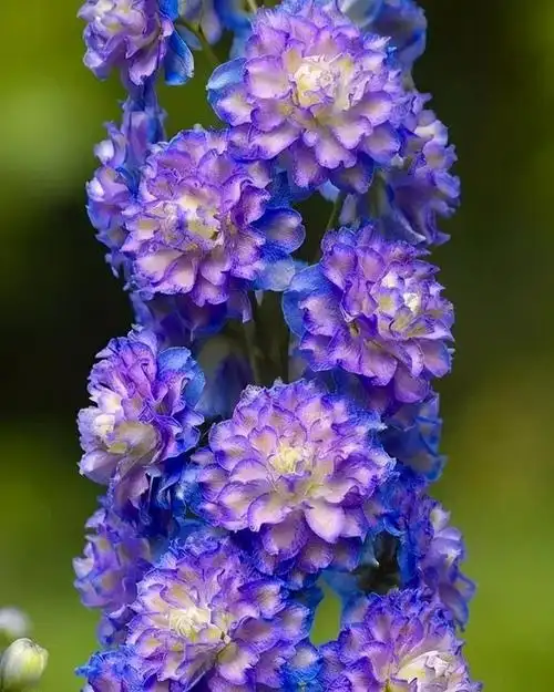 风靡花友圈的重瓣宿根飞燕草