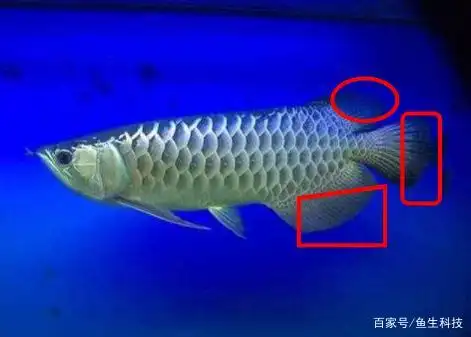 龙鱼进阶:学了这三招,小白也能一眼区分金龙,红龙