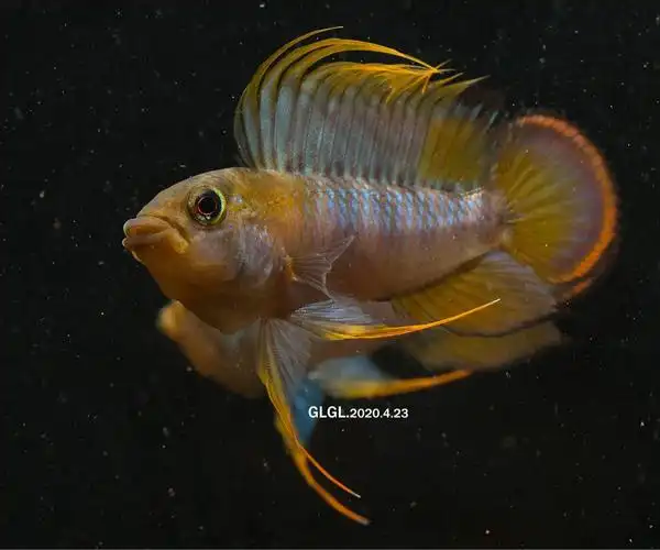 印加鹦鹉拍摄大片