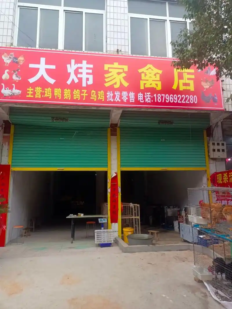 话不多说,今天广告来一波
万物皆可爱,鸡鸭鹅一直卖
我负责分