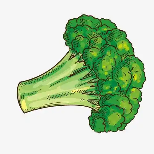 西兰花水粉画 西兰花水粉画图片