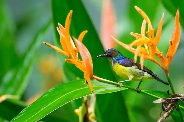 马来西亚花蜜鸟和太阳鸟