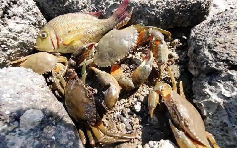 天气冷了赶海人都在家冬眠海货也全往石洞躲阿渔妹一人抓到爽