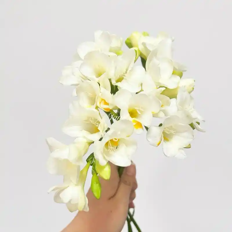 香雪兰|白色.香香的～仙仙的～ #香雪兰 #一束花的仪式感 - 抖音