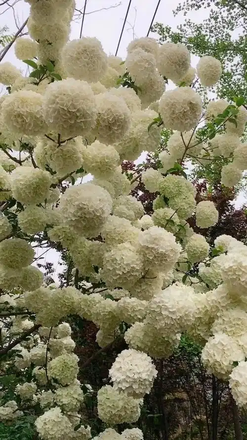 名贵花树中华木绣球,耐寒耐旱南北方都可以栽植