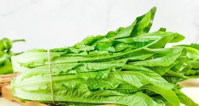 油麦菜和莴笋叶的区别油麦菜和莴笋叶是不是同一种菜