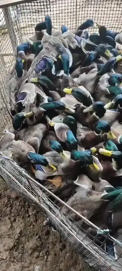 南昌野鸭价格行情走势 - 一亩田