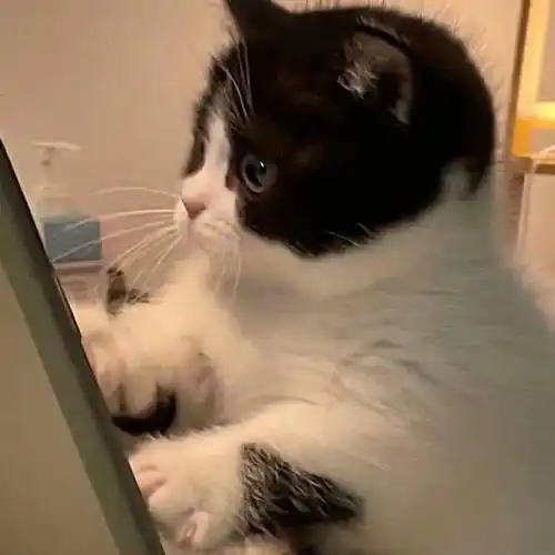 头像 | 没有人不爱的微信头像吧