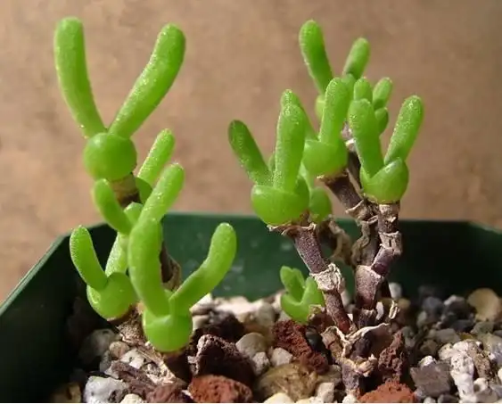 世界上十大最小多肉植物!你见过哪几个呢-凯风网