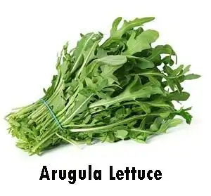 咬起来脆脆滴最常见的生菜,营养丰富【lettuce】lettuce有很多种佬屯