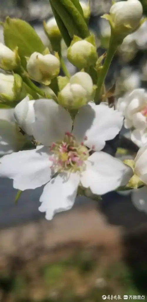 驿路梨花处处开