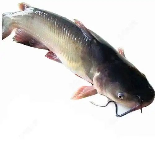 鮰鱼(鮰鱼图片)