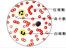 观察人的血细胞涂片时,视野中数量最多的是圆饼状的红细胞,请在方框出