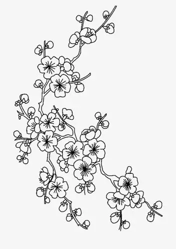 喝茶简笔画娇儿不艳的梅花简笔画