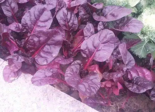紫色菜叶是什么菜