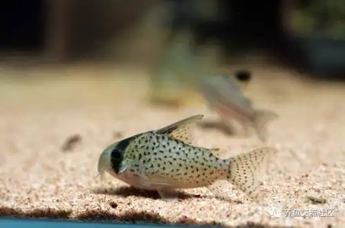 鼠鱼(图鉴)第二版