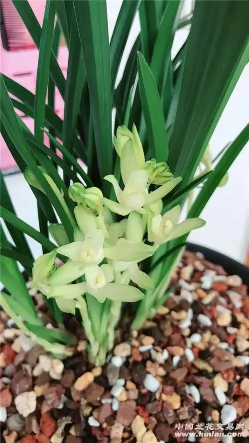 国色天香,天香国色-建兰篇-中国兰花交易网社区