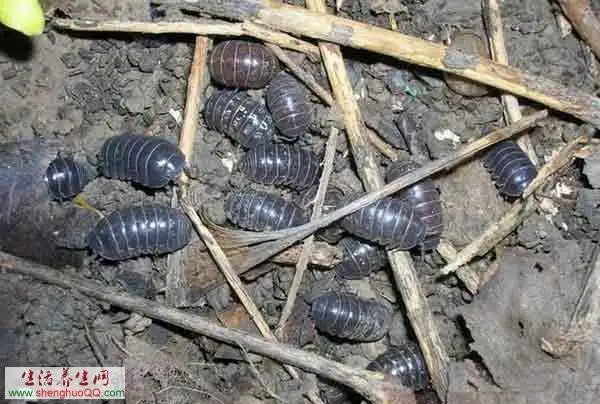 鼠妇功效及作用