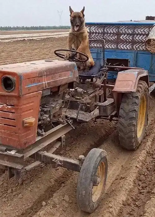 搞笑的拖拉机表情包