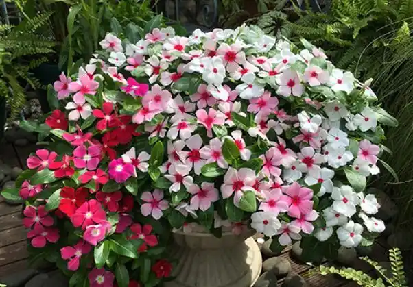 盘点18种四季开花植物只要一个条件合适就能全年花开不断