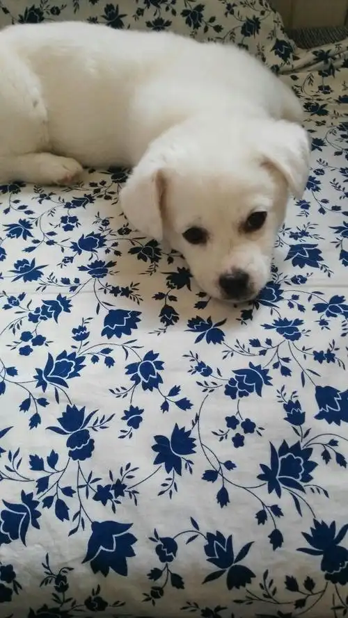 家里养了只中华田园犬,刚来时浑身白乎乎,很可爱