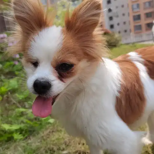 能不能分享一下你的蝴蝶犬的照片