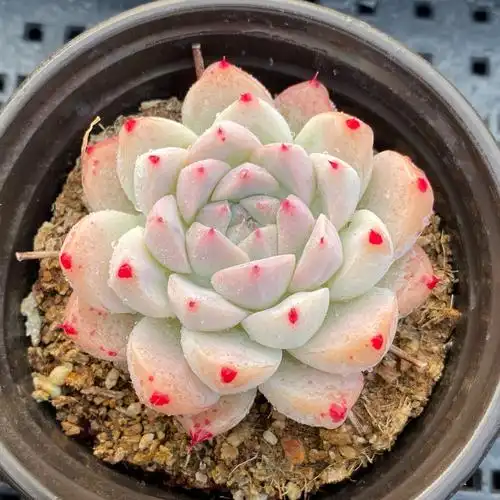 多肉阿尔巴佳人一物一拍西施白雪公主如梦植物多肉植物