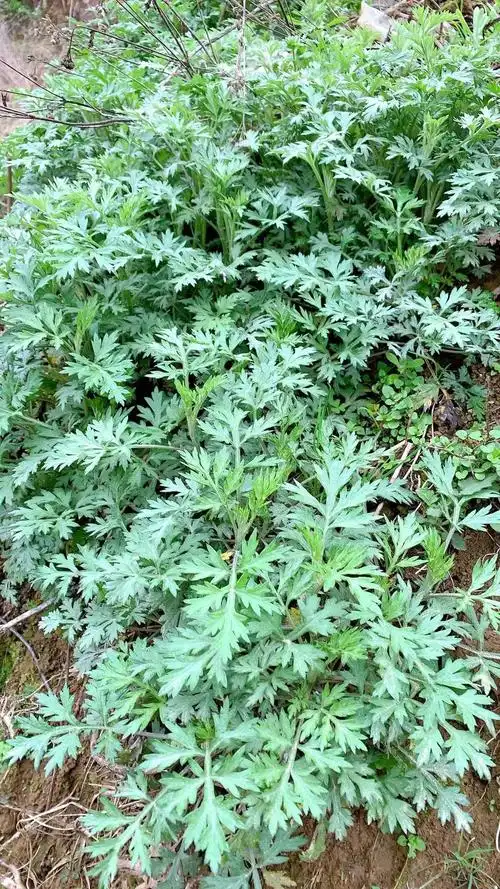 41种常吃的野菜图片大全可食用的野菜图片及名字